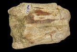 Fossil Hadrosaur Phalange (Finger) Bone - Aguja Formation, Texas #116468-1